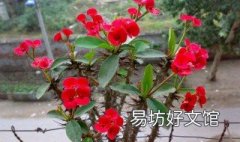 花草怎么养殖方法 怎么养植物花草